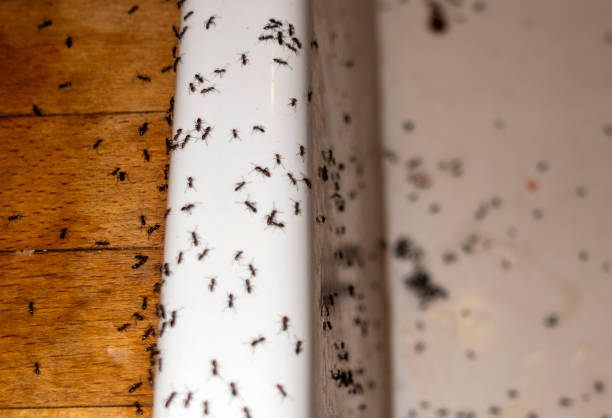 Best Bed Bug Extermination  in Laurel Springs, NJ