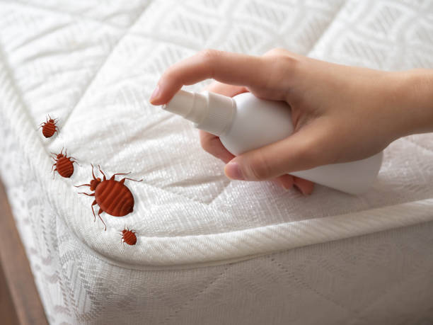 Best Termite Control Services  in Laurel Springs, NJ